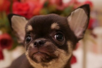 チワワ(スムース)【大阪府・女の子・2020年4月26日・ブラックタン&クリーム】の写真「将来楽しみ！可愛いお顔の女の子」