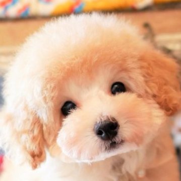 トイプードル(トイ)【大阪府・男の子・2022年12月4日・アプリコット クリーム】の写真「PRA発症致しません。クリクリお目目の可愛い僕」