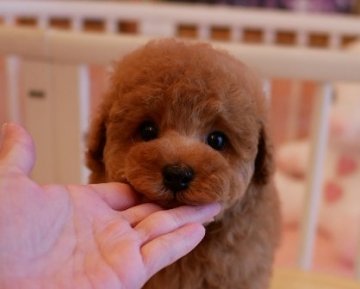 トイプードル(トイ)【大阪府・男の子・2017年1月25日・レッド】の写真「パパはＪＫＣチャンピオン！ＰＲＡ発症しません」