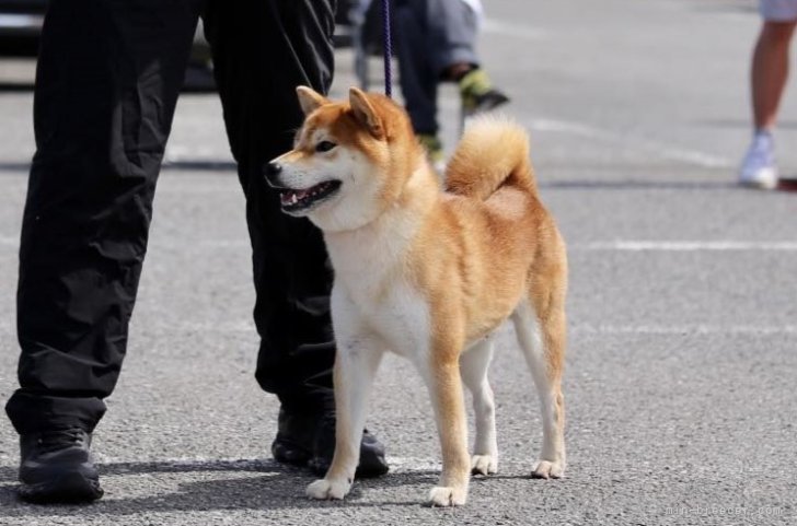 渡邉昌次ブリーダーのブログ：令和５年秋季日本犬保存会神奈川支部展　小型雄部成犬組優良１席成犬賞　日保本部賞　秋天光号