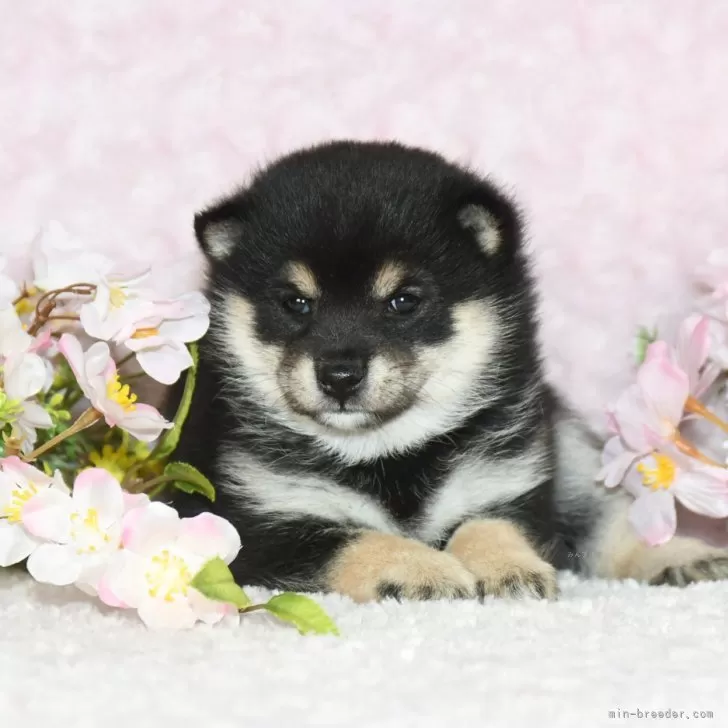 ID：2502-07263の子犬