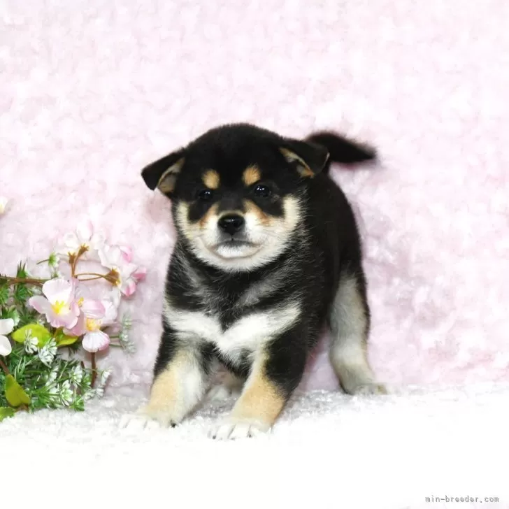 ID:2504-05726の子犬