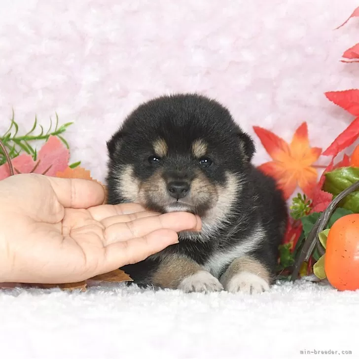 H.K 様のお迎えした子犬