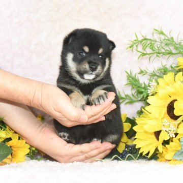 柴犬(豆柴)【千葉県・女の子・2025年7月10日・黒】の写真「★容姿・骨格構成・犬質ハイレベル!健康診断付!」