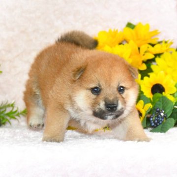 柴犬(標準サイズ)【千葉県・男の子・2025年5月13日・赤】の写真「★最優良血統★犬質ハイレベルなイケメン君☆彡」