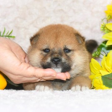 柴犬(標準サイズ)【千葉県・女の子・2025年5月13日・赤】の写真「★最優良血統★犬質ハイレベル★優しい女子☆彡」