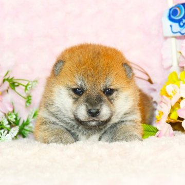 柴犬(標準サイズ)【千葉県・女の子・2025年3月25日・赤】の写真「★最優良血統★犬質ハイレベル★容姿端麗☆彡」