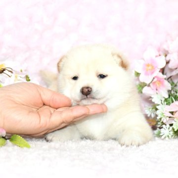 柴犬(豆柴)【千葉県・女の子・2025年1月27日・白】の写真「★容姿・犬質ハイレベル！・優しい白豆さん★」
