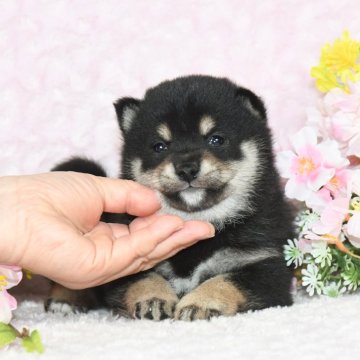 柴犬(豆柴)【千葉県・男の子・2025年1月27日・黒】の写真「★容姿・犬質ハイレベル！・イケメン黒豆クン★」