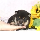 豆柴