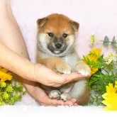 柴犬(標準サイズ)