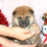 柴犬(標準サイズ)