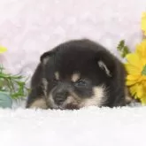 豆柴