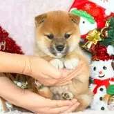 柴犬(標準サイズ)