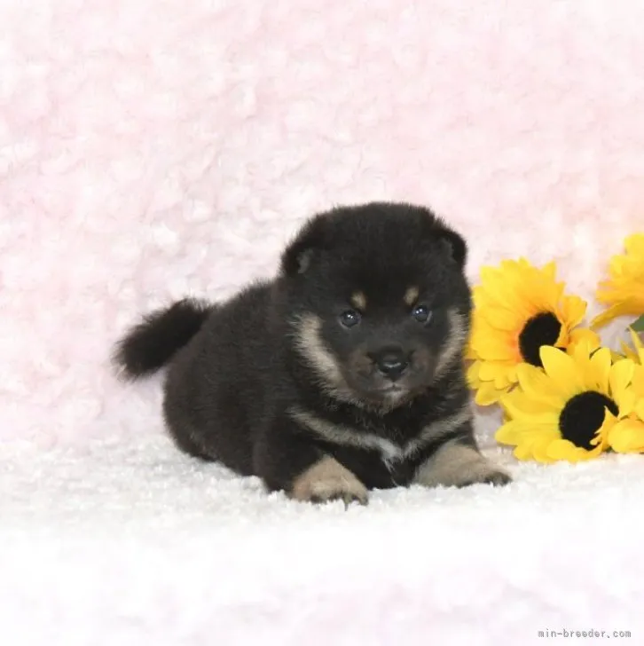 ID：2309-01275の子犬