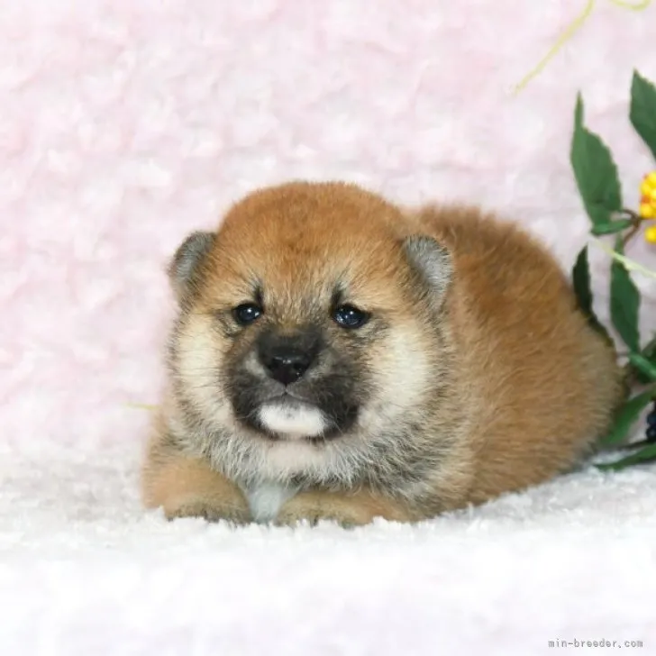 ID：2310-02325の子犬