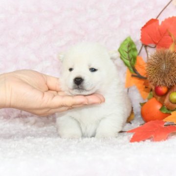 柴犬(豆柴)【千葉県・女の子・2023年9月25日・白】の写真「★容姿・骨格構成・犬質ハイレベル！健康診断付！」