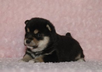 柴犬(標準サイズ)【千葉県・女の子・2018年1月26日・黒】の写真「父犬は受賞犬・母犬も血統優秀！健康診断付おススメ」