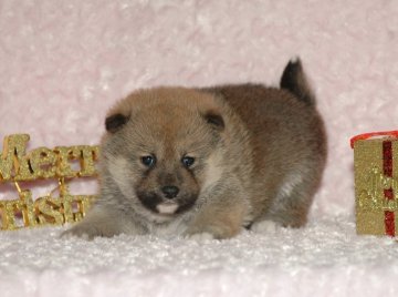 柴犬(標準サイズ)【千葉県・女の子・2017年10月20日・白】の写真「父犬は受賞犬！母犬も血統優秀！健康診断付！」
