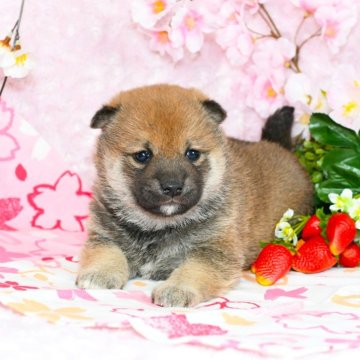 柴犬(標準サイズ)【千葉県・女の子・2024年1月7日・赤】の写真「★21代目豆助の妹★最優良血統★容姿性格抜群★」