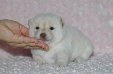 柴犬(標準サイズ)【千葉県・女の子・2017年8月13日・白】の写真「父犬は受賞犬・母犬も血統優秀！健康診断付！」