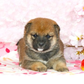 柴犬(豆柴)【千葉県・女の子・2024年2月15日・赤】の写真「★容姿・骨格構成・犬質ハイレベル！健康診断付！」