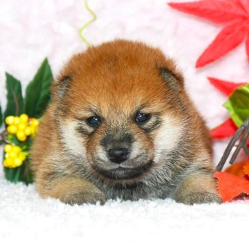 柴犬(標準サイズ)【千葉県・男の子・2024年9月3日・赤】の写真「★最優良血統★容姿性格・骨格構成・犬質最高レベル★」