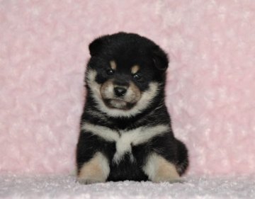 柴犬(標準サイズ)【千葉県・女の子・2017年10月15日・黒】の写真「父犬は受賞犬・母犬も血統優秀！健康診断付！」