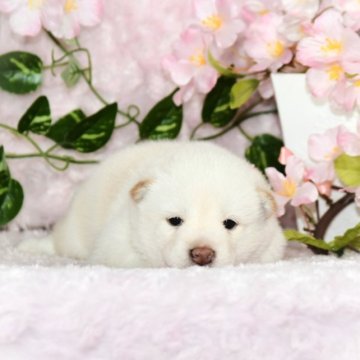 柴犬(豆柴)【千葉県・女の子・2023年2月14日・白】の写真「★おススメ！短尾のためお安く★」