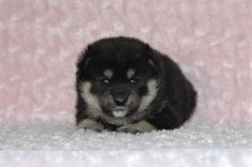 柴犬(豆柴)【千葉県・男の子・2019年1月31日・黒】の写真「★容姿・骨格構成・犬質ハイレベル！健康診断付！」