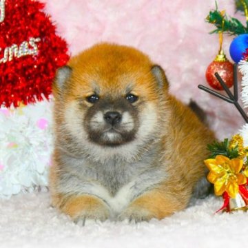 柴犬(標準サイズ)【千葉県・女の子・2023年10月26日・赤】の写真「★最優良血統★容姿性格・骨格構成・犬質最高レベル★」