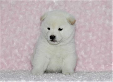 柴犬(標準サイズ)【千葉県・男の子・2017年10月15日・白】の写真「父犬は受賞犬・母犬も血統優秀！健康診断付！」