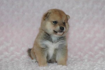 柴犬(豆柴)【千葉県・女の子・2017年8月18日・赤】の写真「父犬は受賞犬・母犬は血統優秀豆柴サイズ！」