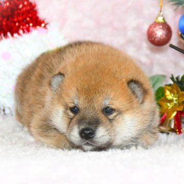 柴犬(標準サイズ)【千葉県・男の子・2023年10月26日・赤】の写真「★最優良血統★容姿性格・骨格構成・犬質最高レベル★」