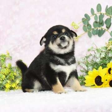 柴犬(標準サイズ)【千葉県・女の子・2024年6月7日・黒】の写真「★優秀血統★抜群の顔立ち★優しい性格★」