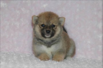 柴犬(豆柴)【千葉県・女の子・2017年8月18日・赤】の写真「父犬は受賞犬・母犬は血統優秀豆柴サイズ！」