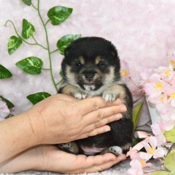 柴犬(豆柴)【千葉県・女の子・2023年2月20日・黒】の写真「★容姿・性格・最高レベルのお姫様★」