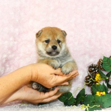 柴犬(豆柴)【千葉県・女の子・2023年8月15日・赤】の写真「★容姿・骨格構成・犬質ハイレベル！健康診断付！」