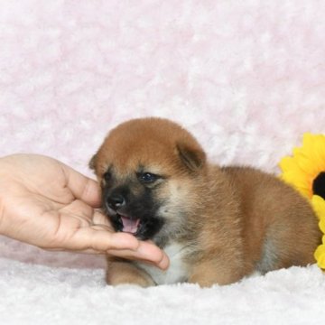 柴犬(標準サイズ)【千葉県・女の子・2023年8月8日・赤】の写真「★最優良血統★容姿性格・骨格構成・犬質最高レベル★」