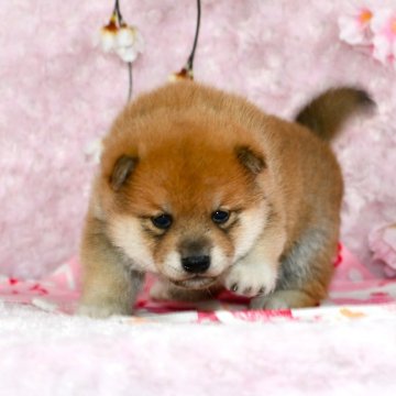 柴犬(標準サイズ)【千葉県・男の子・2024年1月7日・赤】の写真「★21代目豆助の妹★最優良血統★容姿性格抜群★」