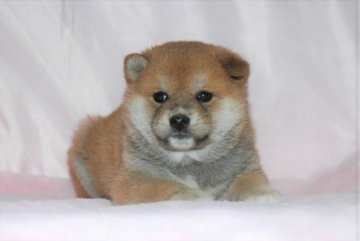 柴犬(標準サイズ)【千葉県・男の子・2019年1月5日・赤】の写真「父犬は受賞犬！母犬も血統優秀！健康診断付！」