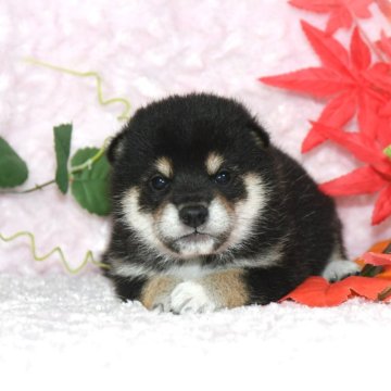 柴犬(標準サイズ)【千葉県・女の子・2024年9月1日・黒】の写真「★優秀血統★抜群の顔立ち★犬質ハイレベル★」