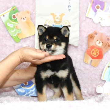 柴犬(豆柴)【千葉県・男の子・2024年2月15日・黒】の写真「★容姿・骨格構成・犬質ハイレベル！健康診断付！」