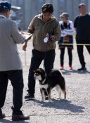 柴犬(標準サイズ)【・男の子・2023年5月25日・黒】