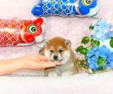 柴犬(標準サイズ)【千葉県・女の子・2023年3月14日・赤】の写真3「5月4日撮影」