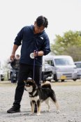 柴犬(標準サイズ)【・男の子・2023年5月25日・黒】