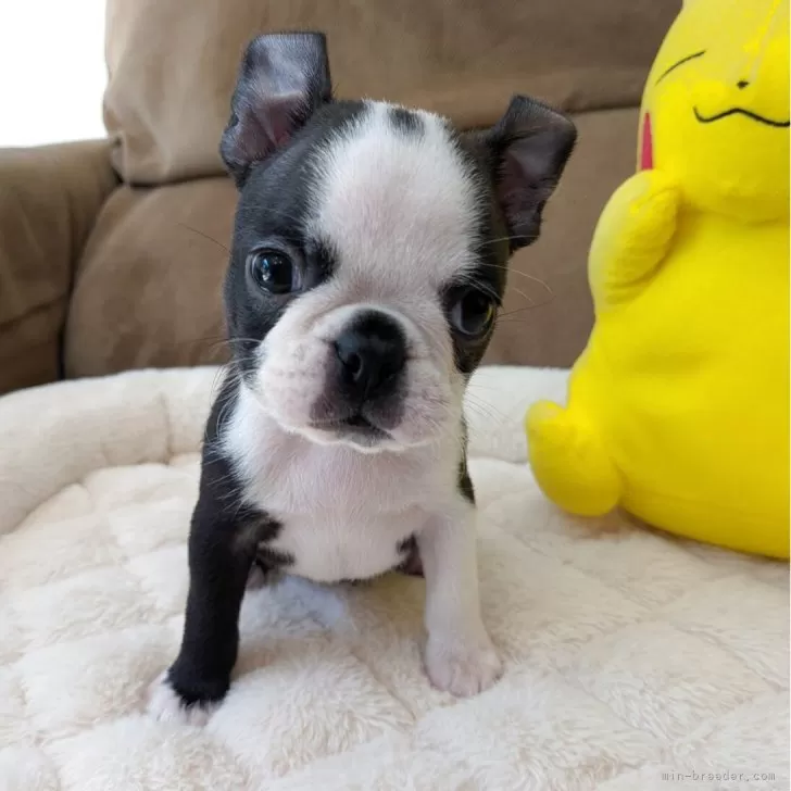 ID:2508-00404の子犬