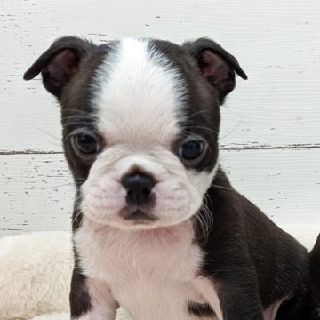 ボストンテリア【愛知県・女の子・2025年9月22日・ボストンカラー】の写真「可愛い女の子✨️」