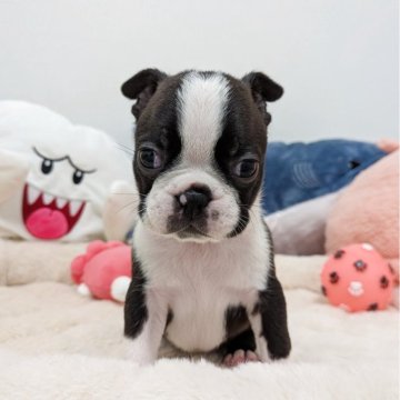 ボストンテリア【愛知県・男の子・2025年9月22日・ボストンカラー】の写真「可愛い男の子✨️」