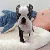 ボストンテリア